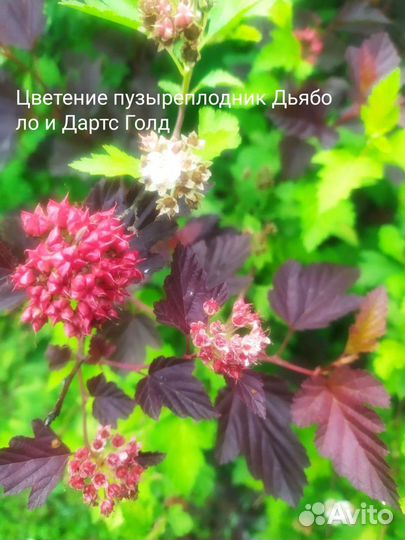 Многолетники для сада