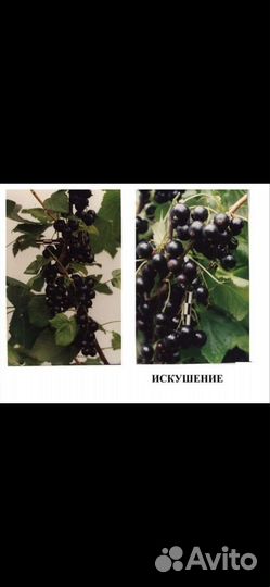 Смородина красная, чёрная, белая