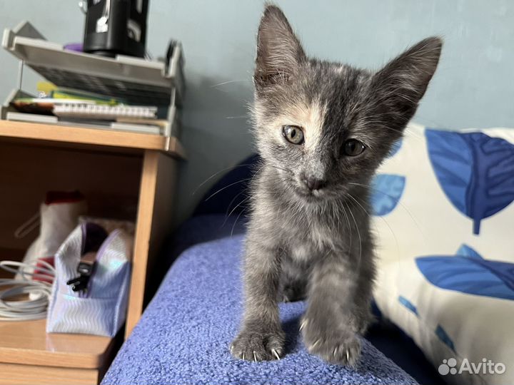 Котенок девочка Удача