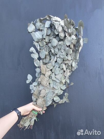 Эвкалипт для бани