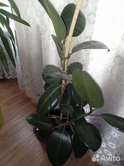 Фикус каучуконосный