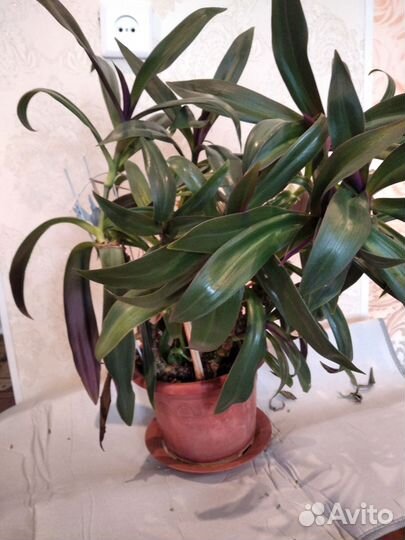 Комнатные цветы