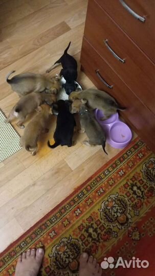 Мини той-терьер щенки