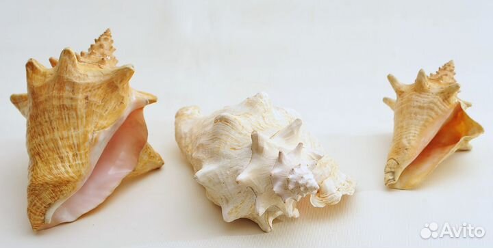 Strombus Gigas морские раковины