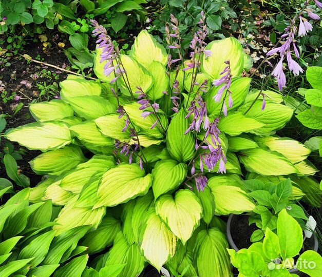 Хосты разные в горшках