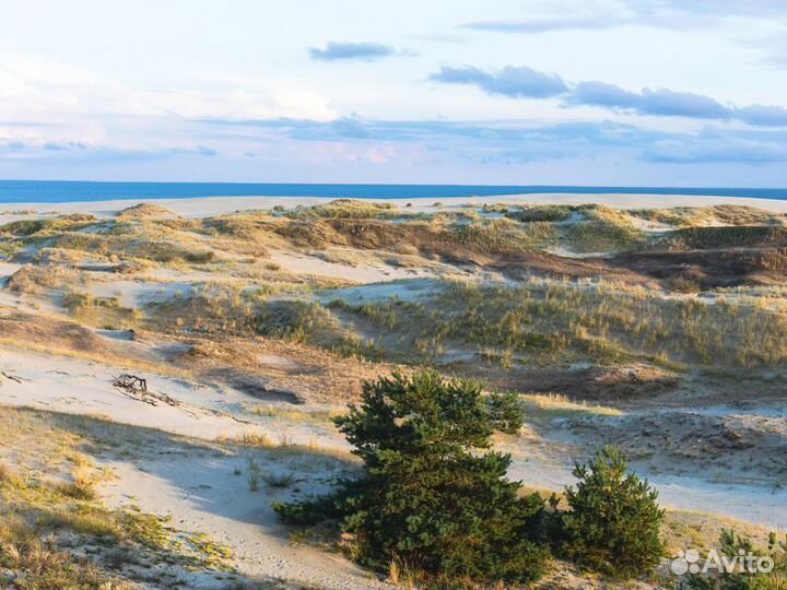 Экскурсия — Калининград — Путешествие наКуршскую к