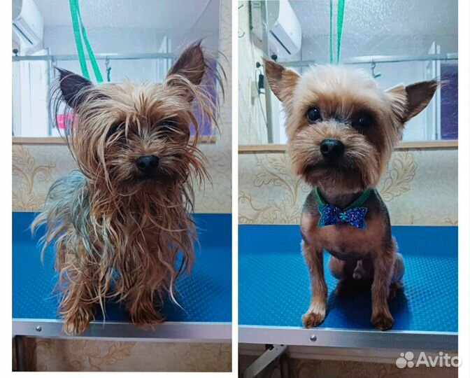 Груминг собак