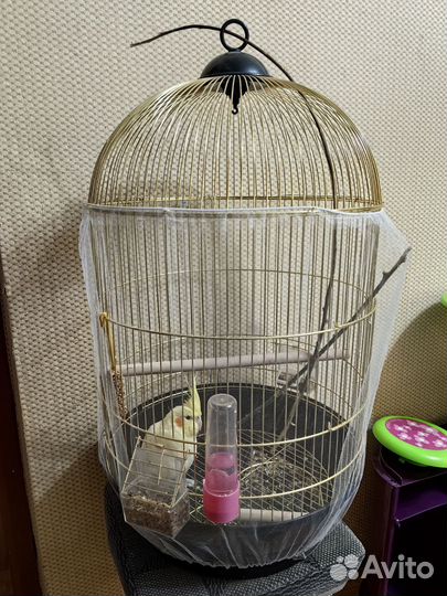 Попугай корелла