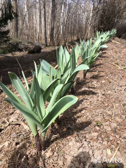 Аллиум Декоративный лук