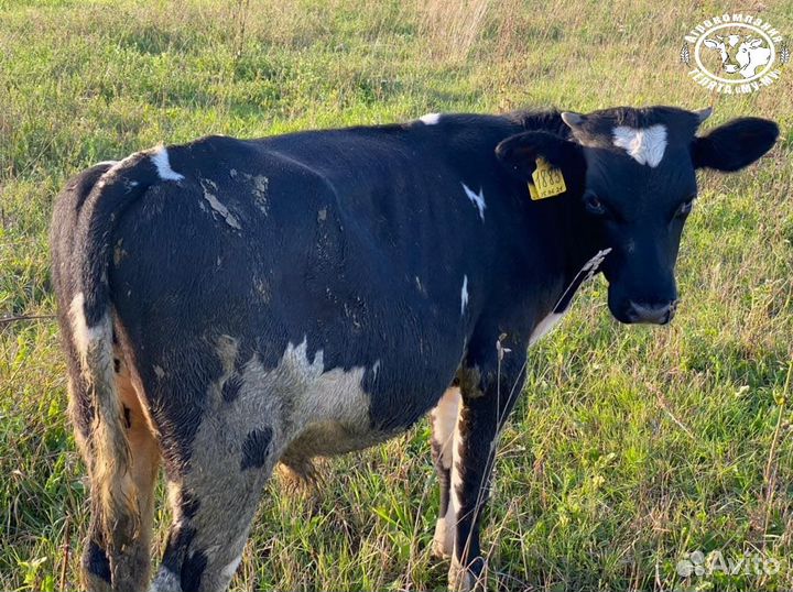 Телята бычки