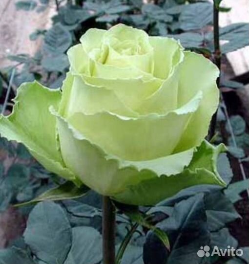 Саженец Роза Лимбо салатовая