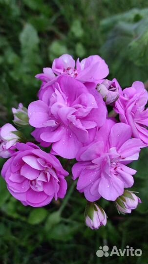 Пеларгония Сиреневый Рассвет