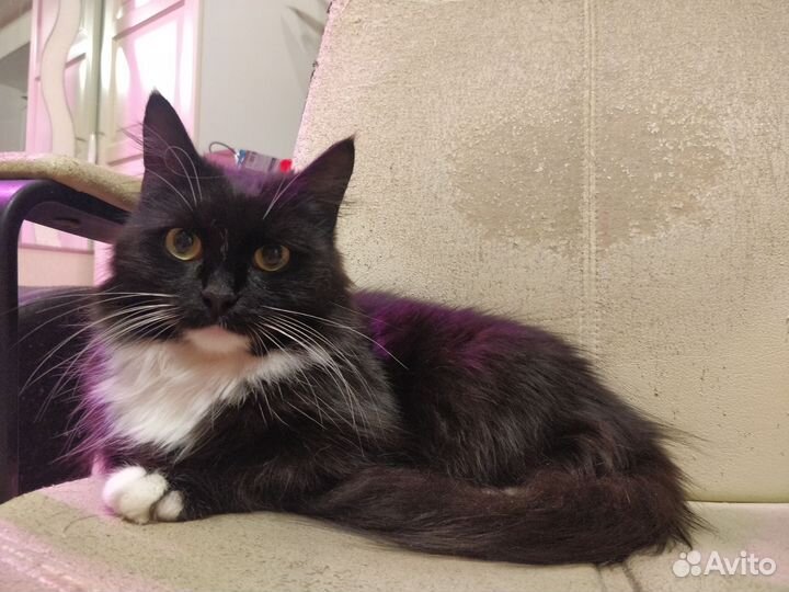 Кошка