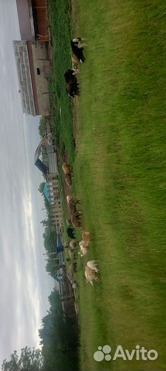 Овцы бараны