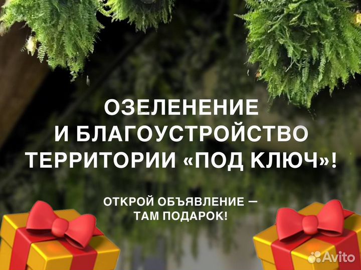 Пальма для офиса/ озеленение офиса