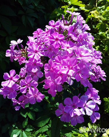 Флоксы многолетние