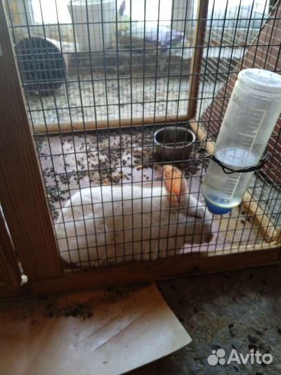 Шиншилла с клеткой