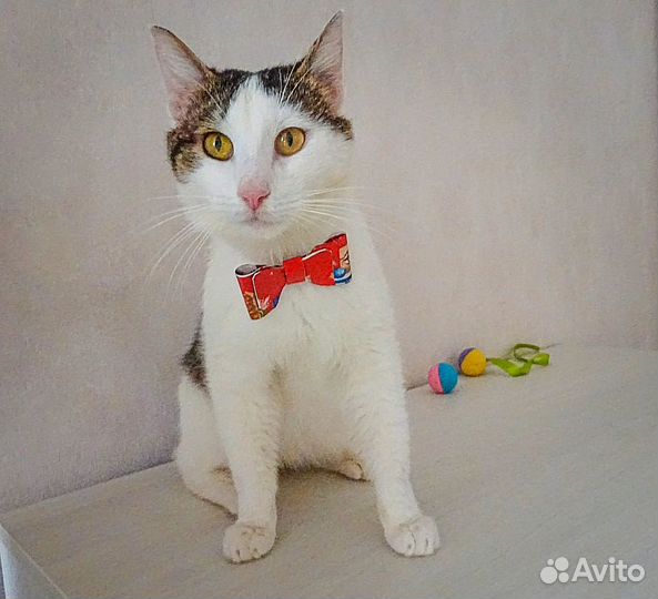 Луис (котик в добрые руки)