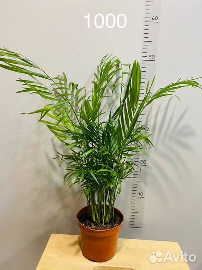 Хамедорея Элеганс/Бамбуковая пальма