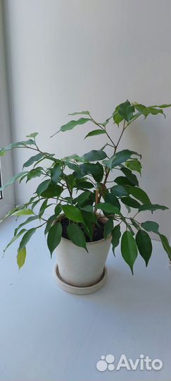Фикус бенжамина