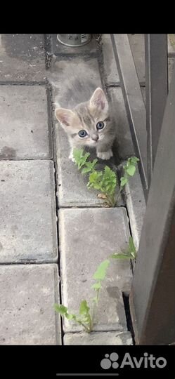 Котята бесплатно