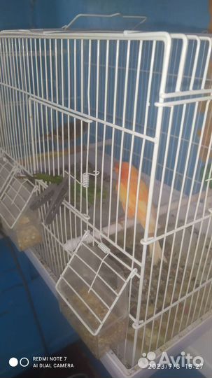 Певчие птицы