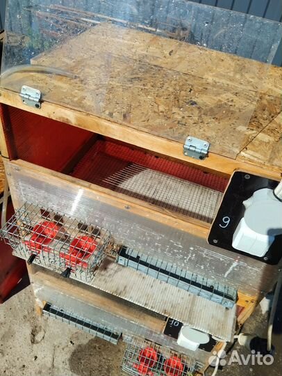 Брудер для цыплят