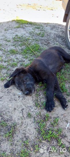 Щенок мальчик в добрые руки бесплатно