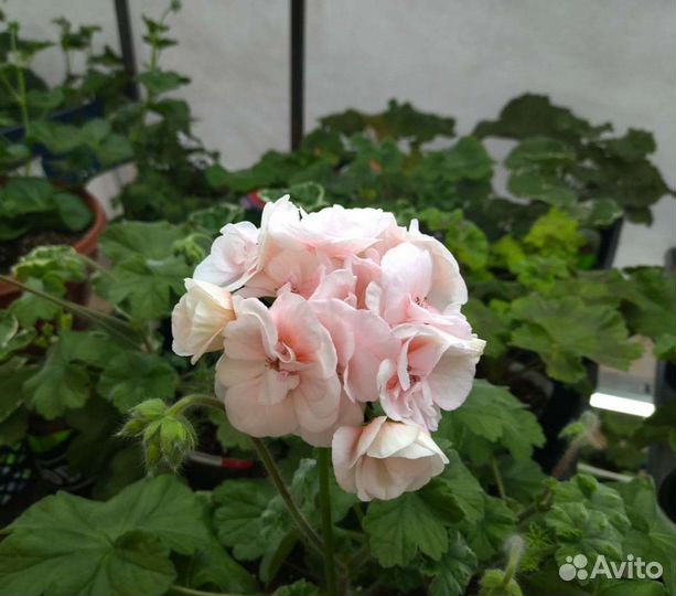 Пеларгония 