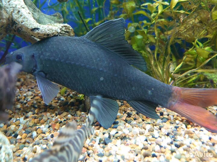 Рыба Лабео биколор