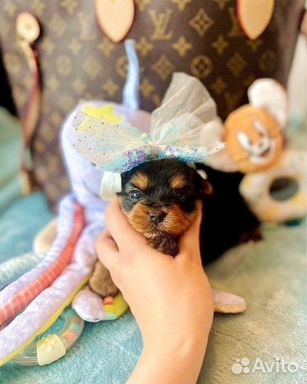 Щенки йоркширского терьера мини