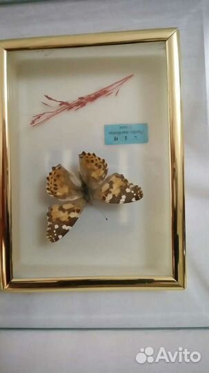 Рамка для фото с бабочкой