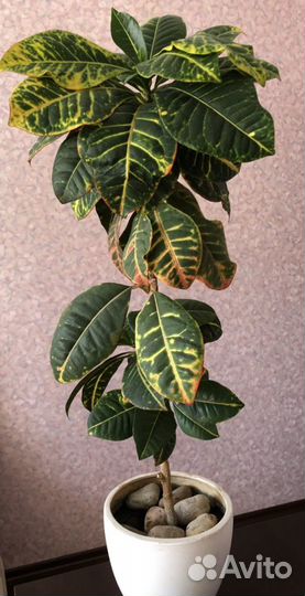 Кротон цветок комнатный