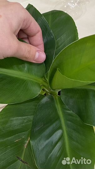 Банановое дерево банан банановая пальма