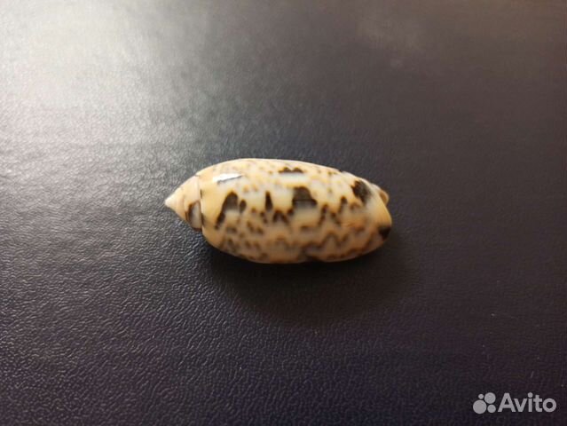 Морская раковина