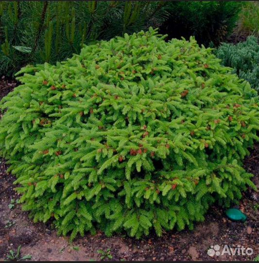 Ель нидиформис