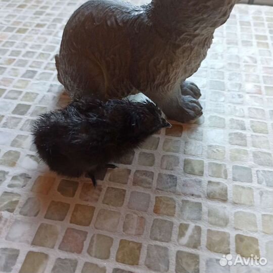 Цыплята Ухейулюй, взрослые куры несушки