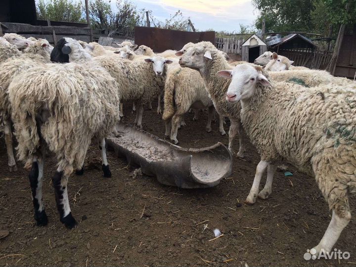 Овцы бараны