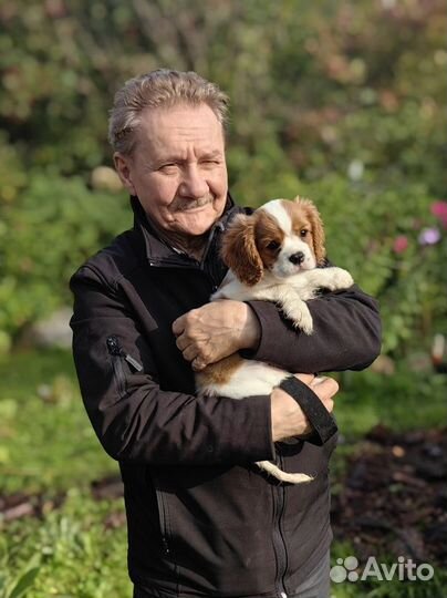 Щенок кавалер кинг чарльз спаниель