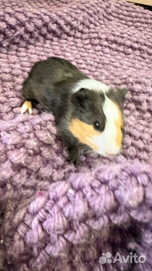 Морская свинка