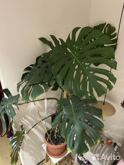 Комнатное растение монстера