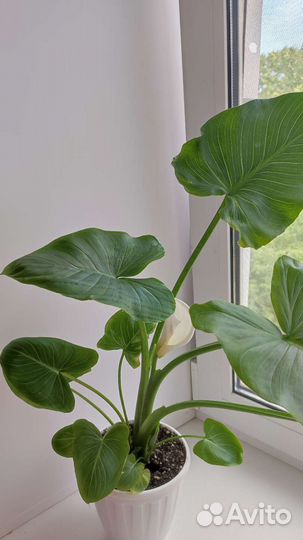 Калла эфиопская