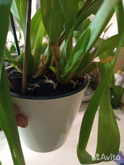 Орхидея камбрия