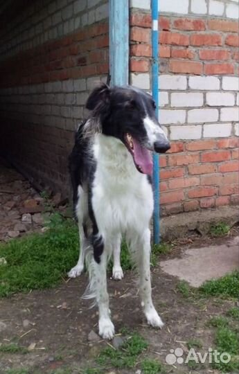 Выгул и дрессировка собак