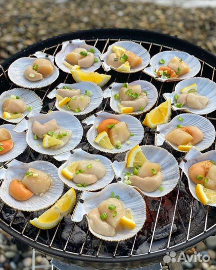 Морской гребешок (на створке)