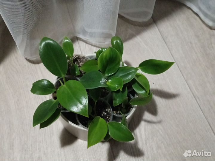 Филодендрон биркин