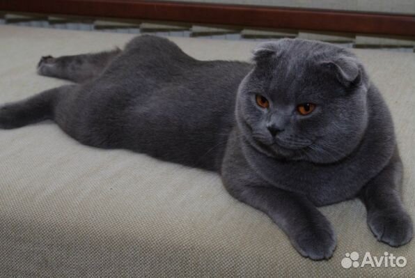 Вязка, два шотландских мачо на выбор