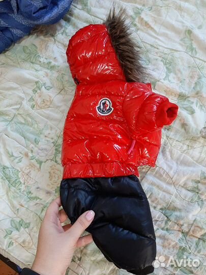 Костюм для собачки