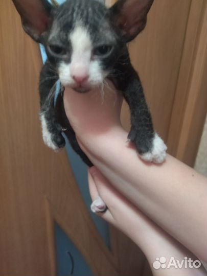 Котята сфинкс