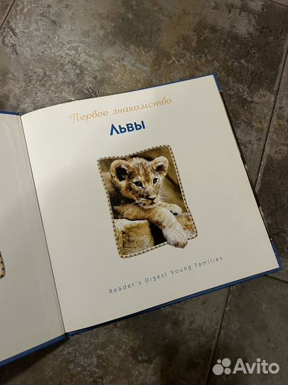 Первое знакомство Львы